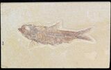 Detailed, Knightia Fossil Fish - Wyoming #42360-1